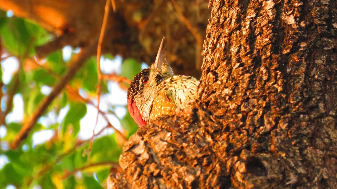 découvrez tout sur la barbe rousse : soins, styles et conseils pour arborer une barbe red beard parfaite et tendance.